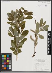 Foto von Salix appendiculata Vill.